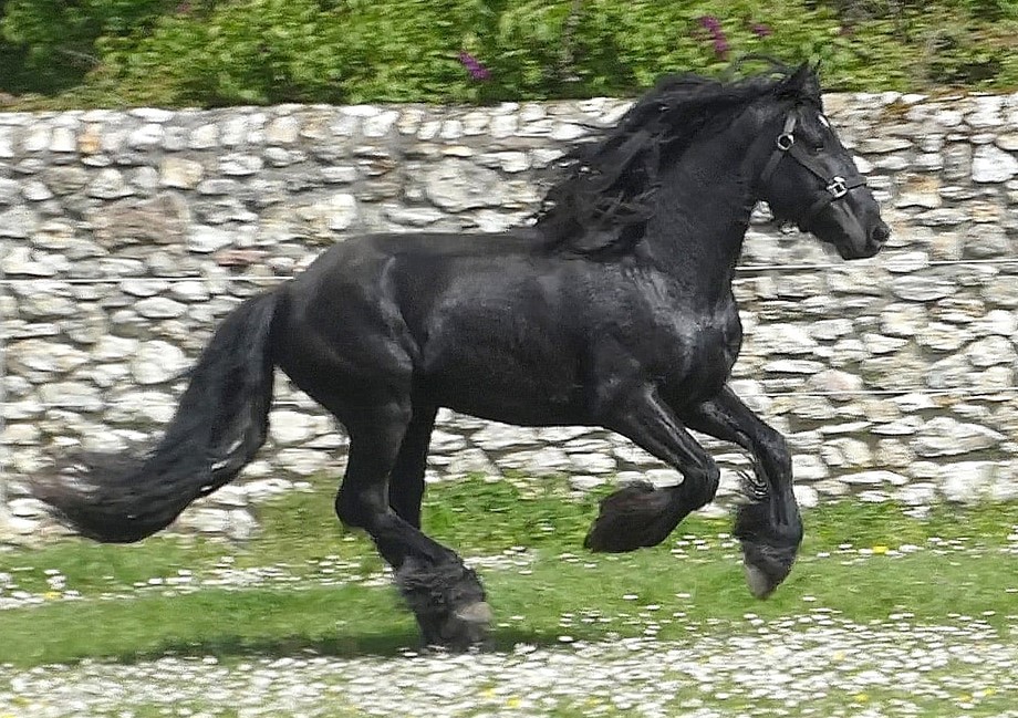 Dales Pony Stallion Picture